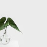 Photo Elegant design